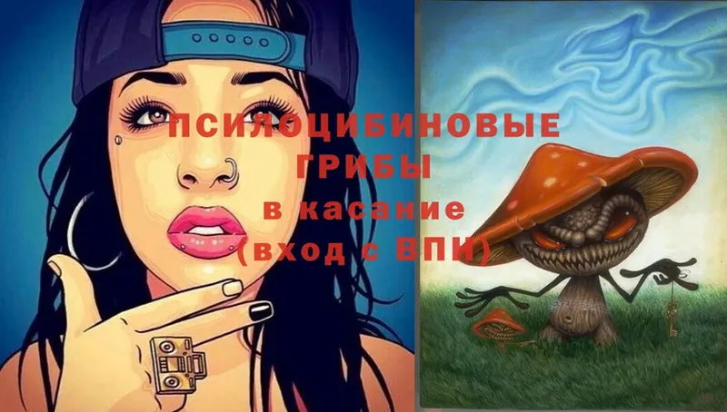 Галлюциногенные грибы Psilocybine cubensis  где продают   Зуевка 